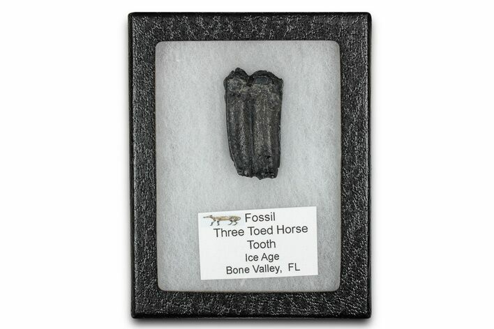 Fossil Three-Toed Horse Tooth - Bone Valley, Florida #336409